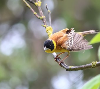 Удирать, или остаться и песню допеть?