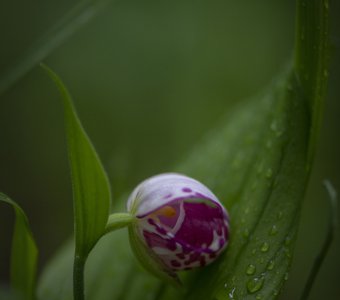 Венерин башмачок капельный (Cypripedium guttatum)