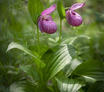 Орхидея башмачок крупноцветковый (Cypripedium macranthos)