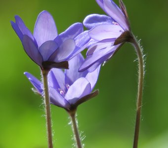 Третий лишний