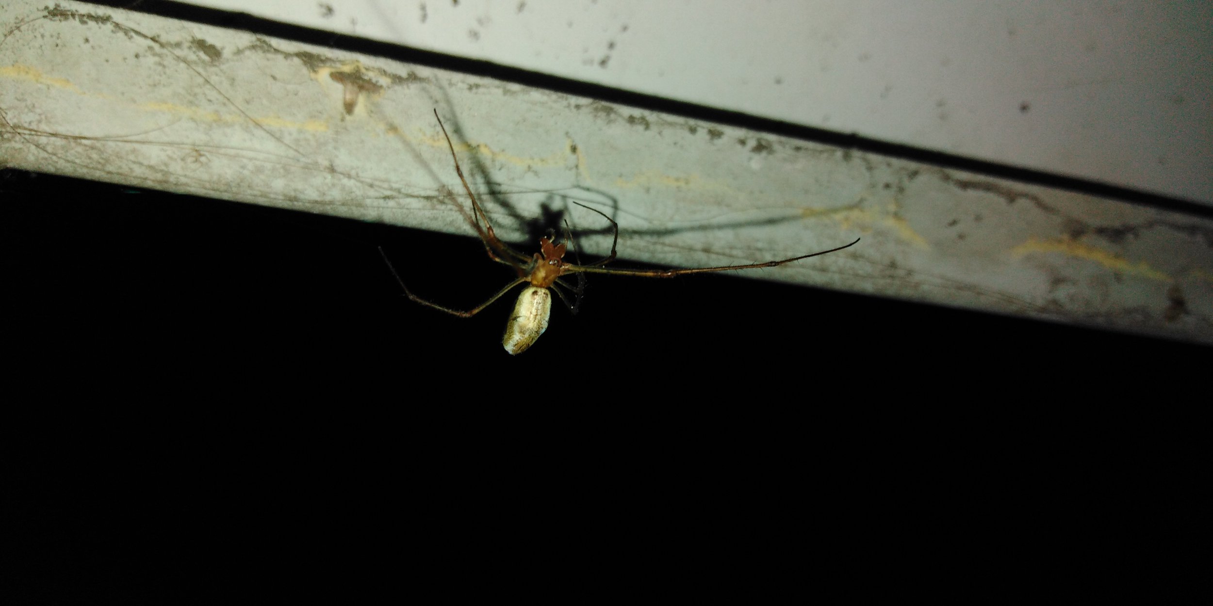 Длинноногий ночной паук — Фото №1370388