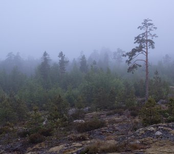 Туманное утро на Ладожских шхерах