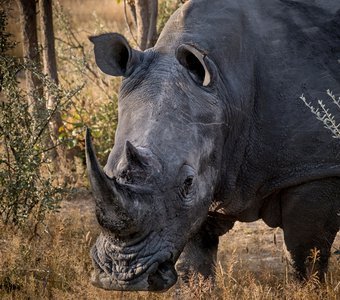 Портрет белого носорога