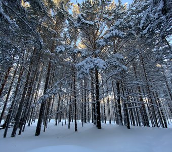 Сибирский лес зимой