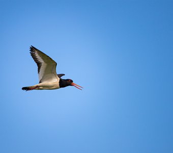 Кулик-сорока