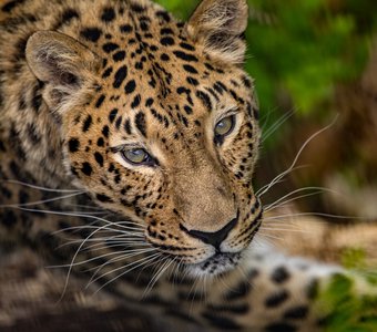 Взгляд Амурского леопарда