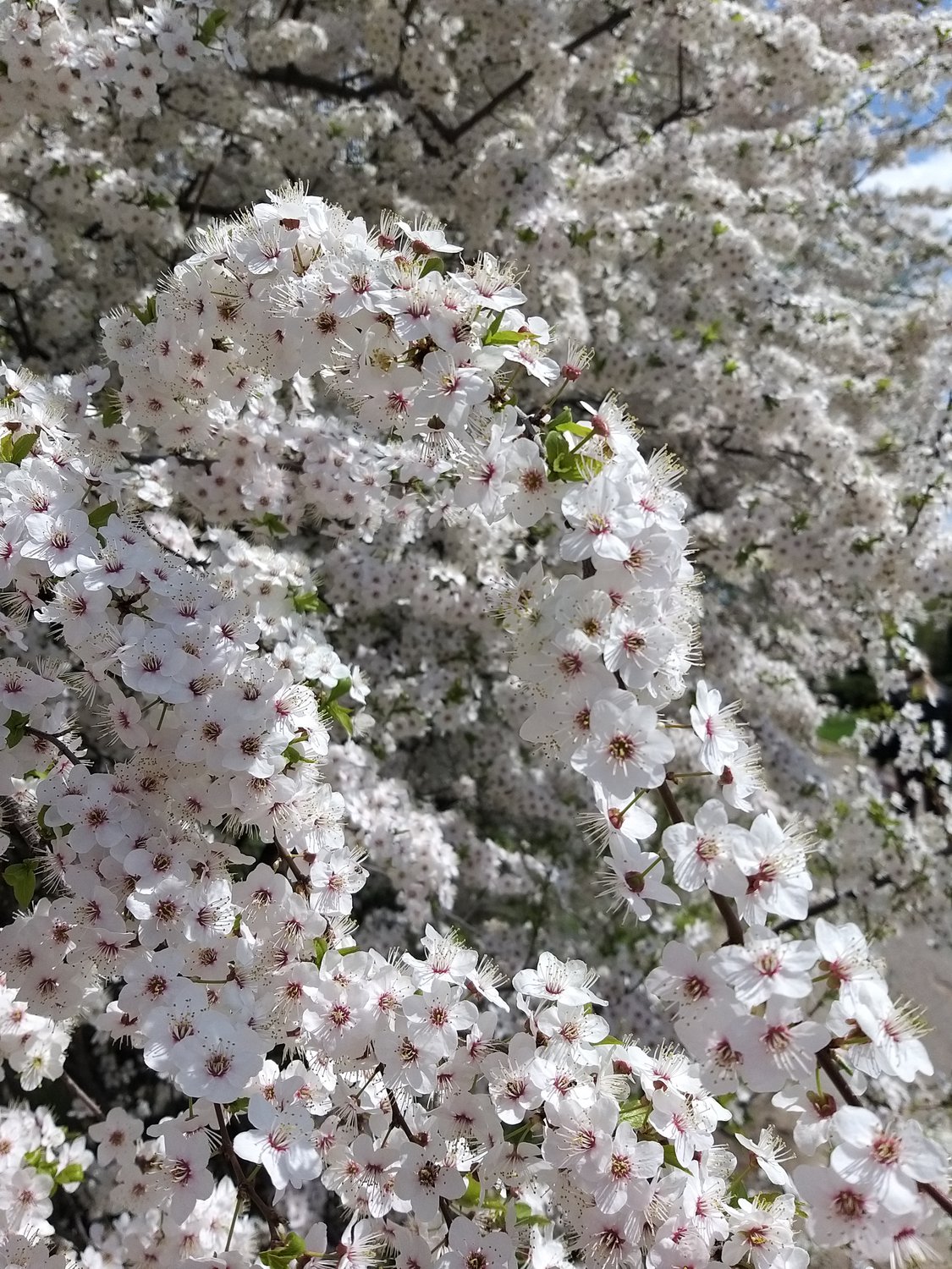 Цветение дикой вишни