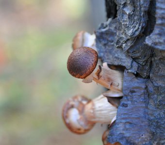 Осенние опята