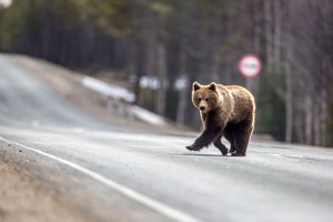 Годовалого медвежонка расстреляли на трассе под Нефтеюганском