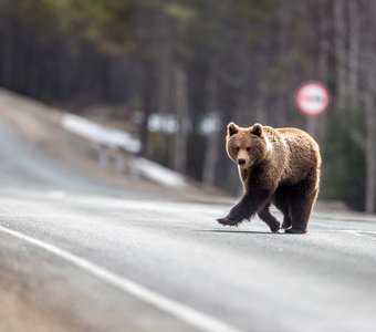 Медведь на федеральной дороге - признак экологических проблем.