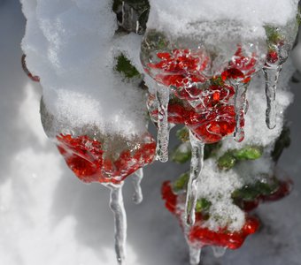 Царство снежной королевы
