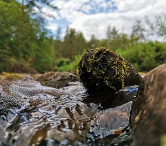 Речной страж