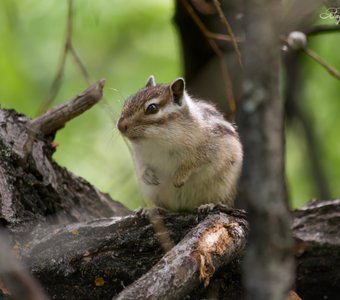 бурундук-шустрик