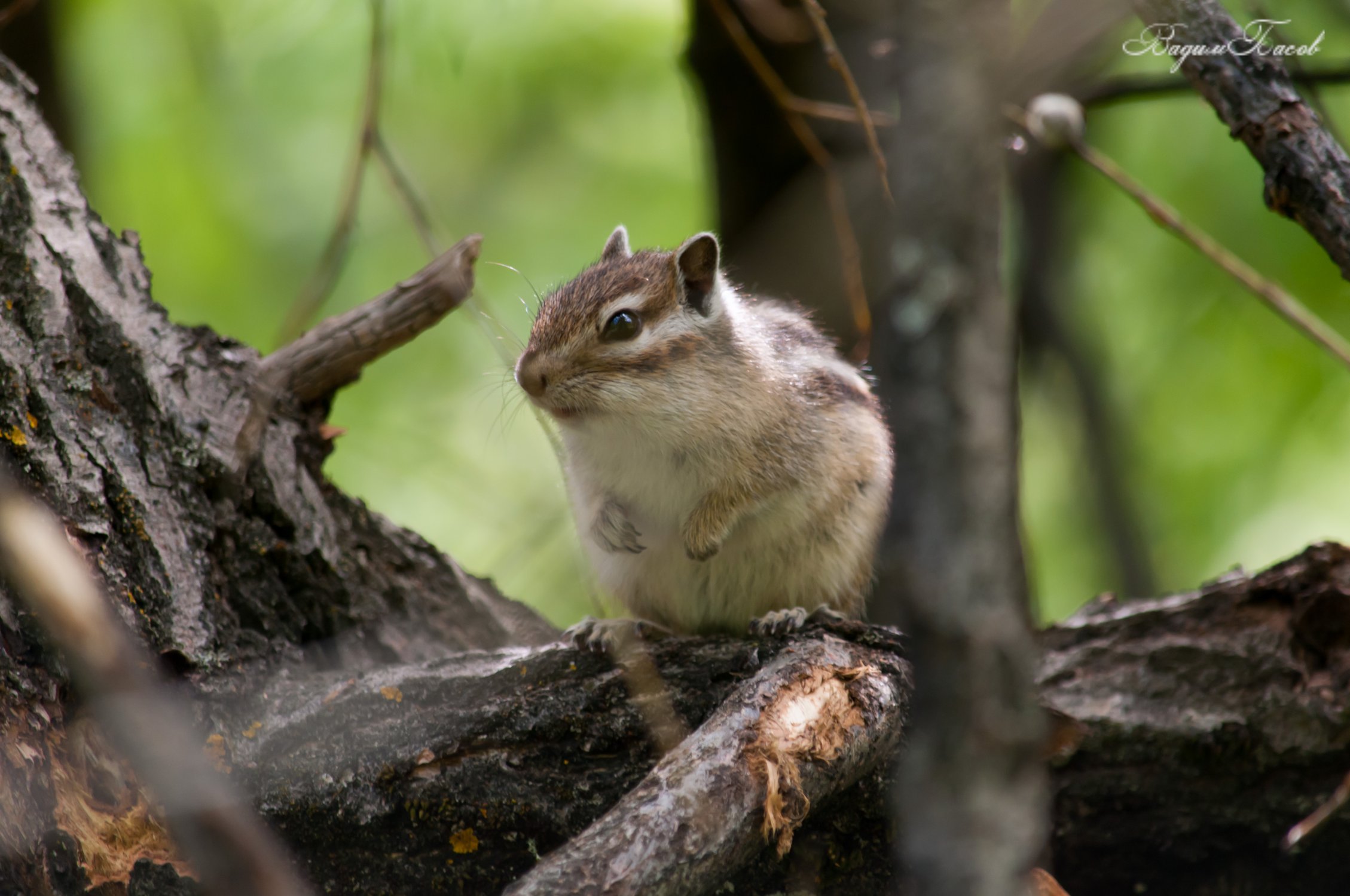 Бурундук-шустрик
