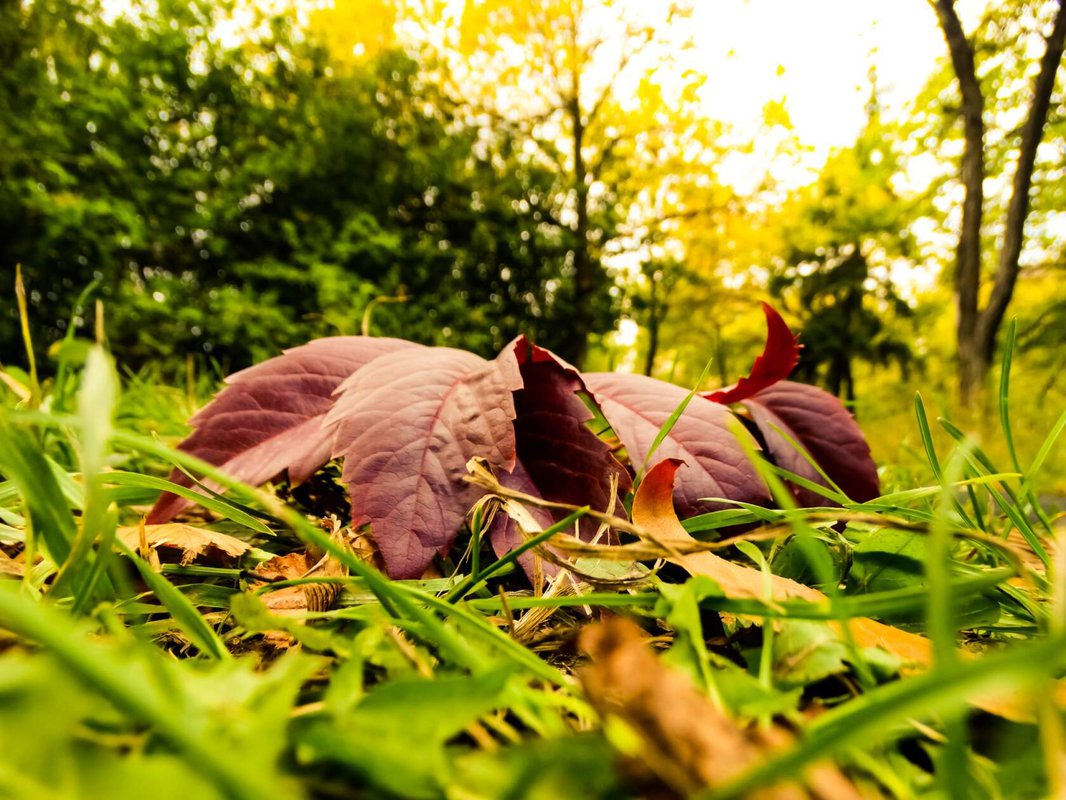 Осень умирание. Мертвая осень. Осенью будут умирать. Осенью будут умирать. Осень смерть арт.