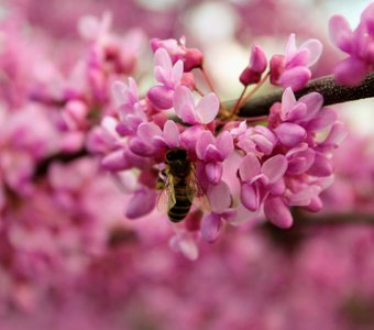 Пчела собирает нектар с цветков Багрянника
