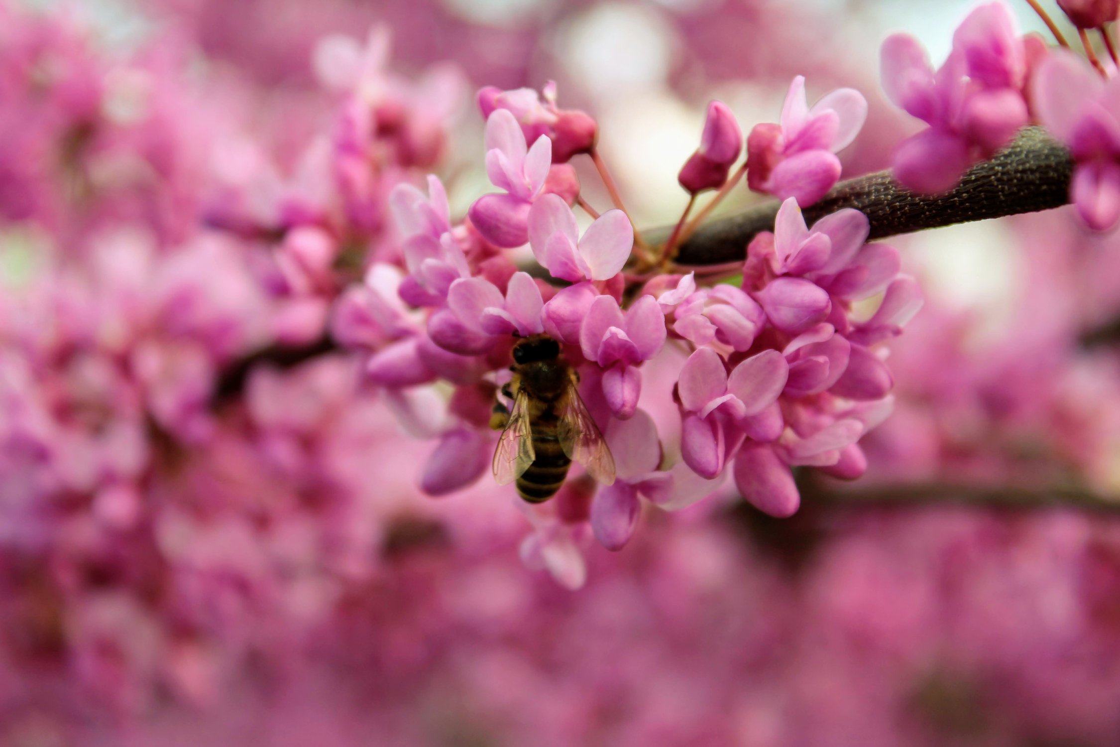 Пчела собирает нектар с цветков багрянника