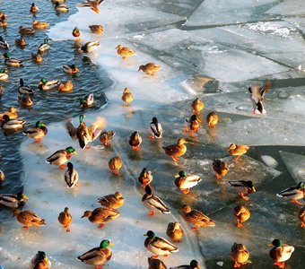 Городские утки греются в закатном солнце на льдинах