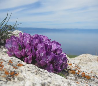 Байкальский букет.