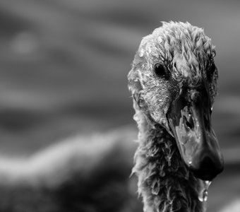 Гадкий утенок