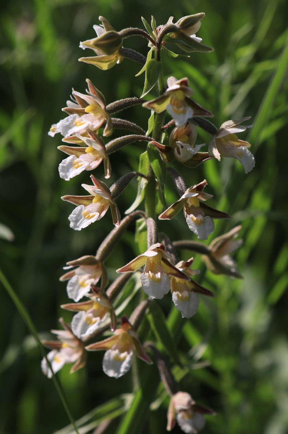 Дремлик болотный — дикая сибирская орхидея