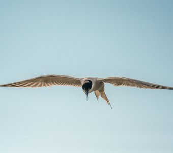 Полёт черноголовой чайки