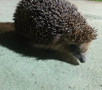 Ёжик