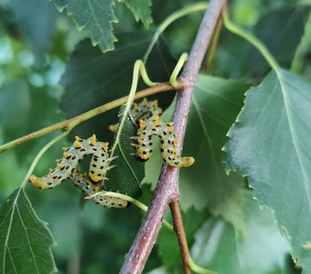Танцующие гусенички