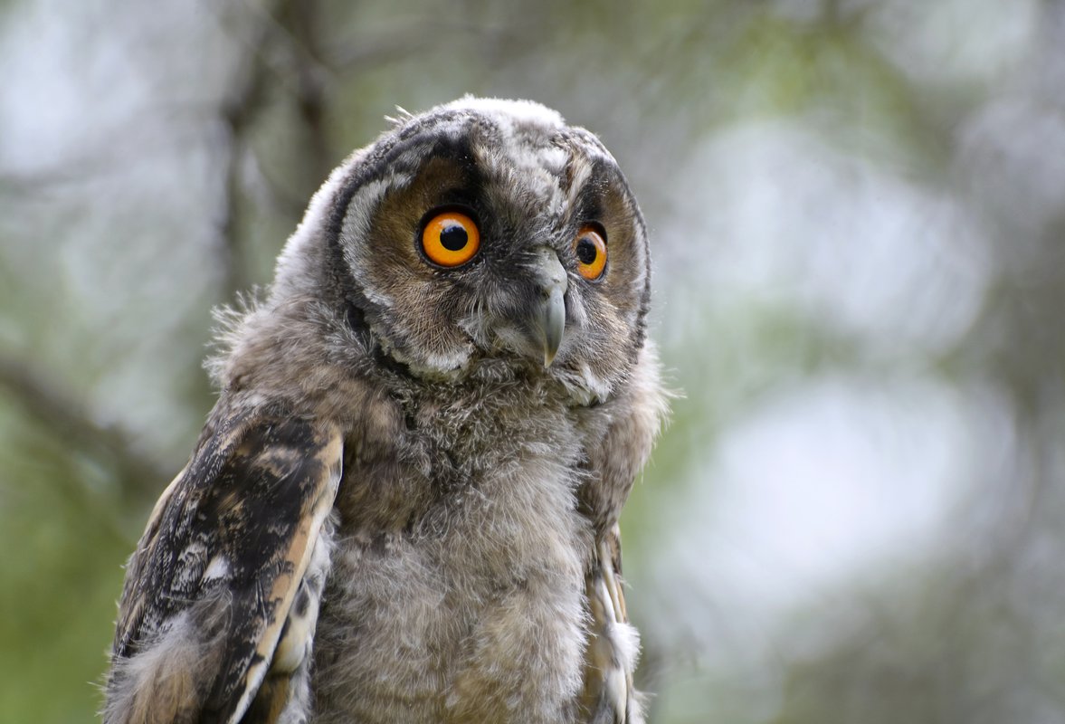 Сова 54. Гигантская сова. Сова с ушками как называется. Слеток ушастой совы. Лав отель новосибирск.