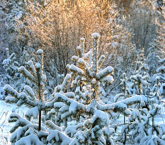 Зимний лес.