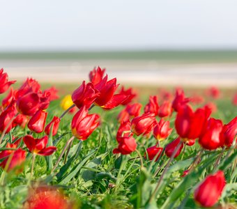 Тюльпаны Калмыкии