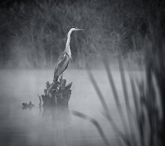 серый журавль