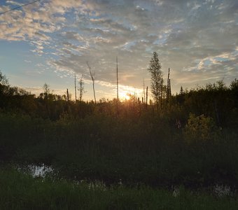 Рассвет и болото