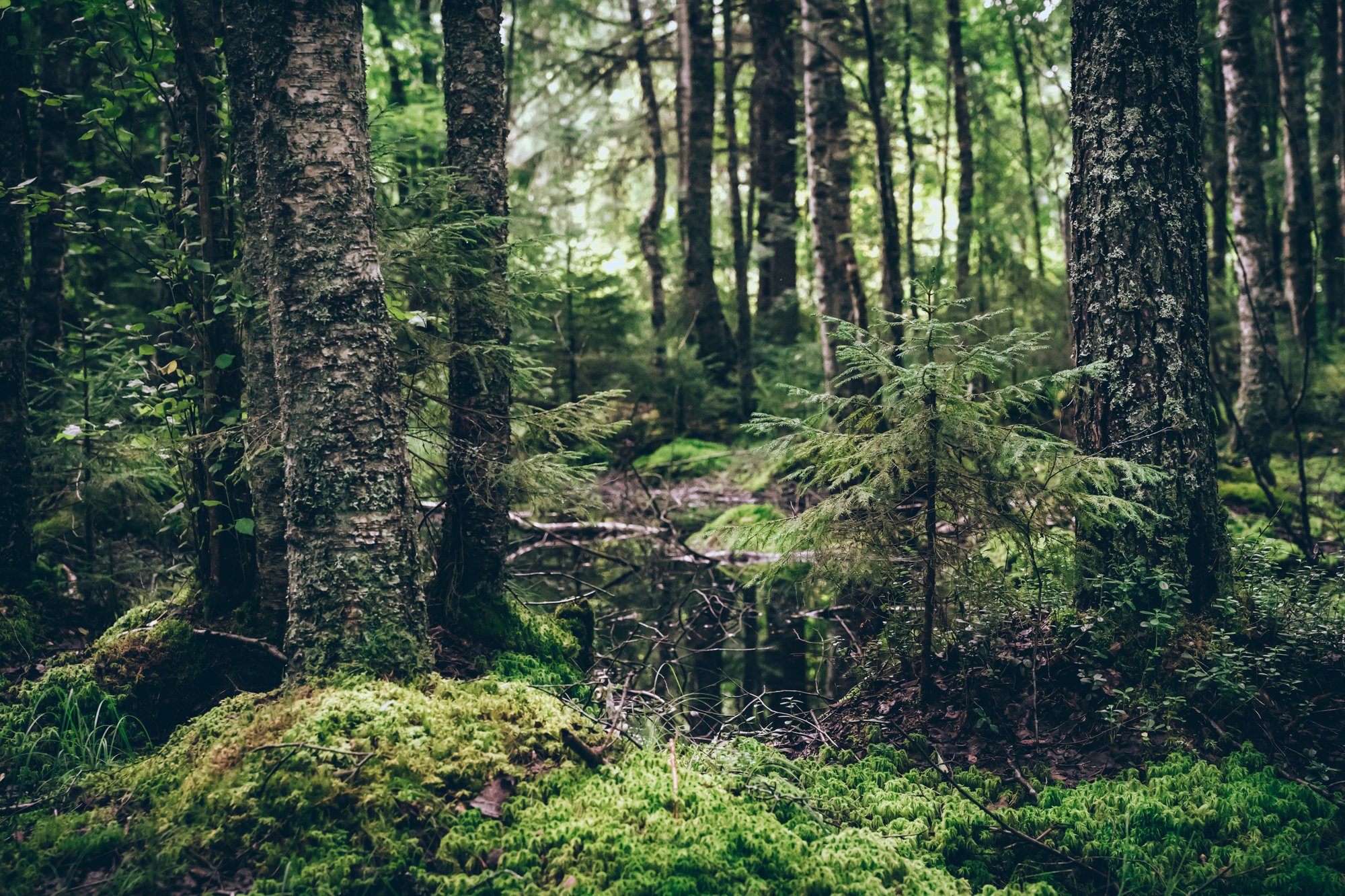 Таежный лес — Фото №1373315