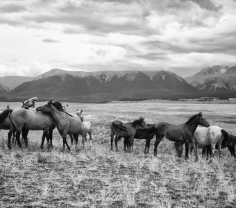 Табун лошадей в долине Алтая