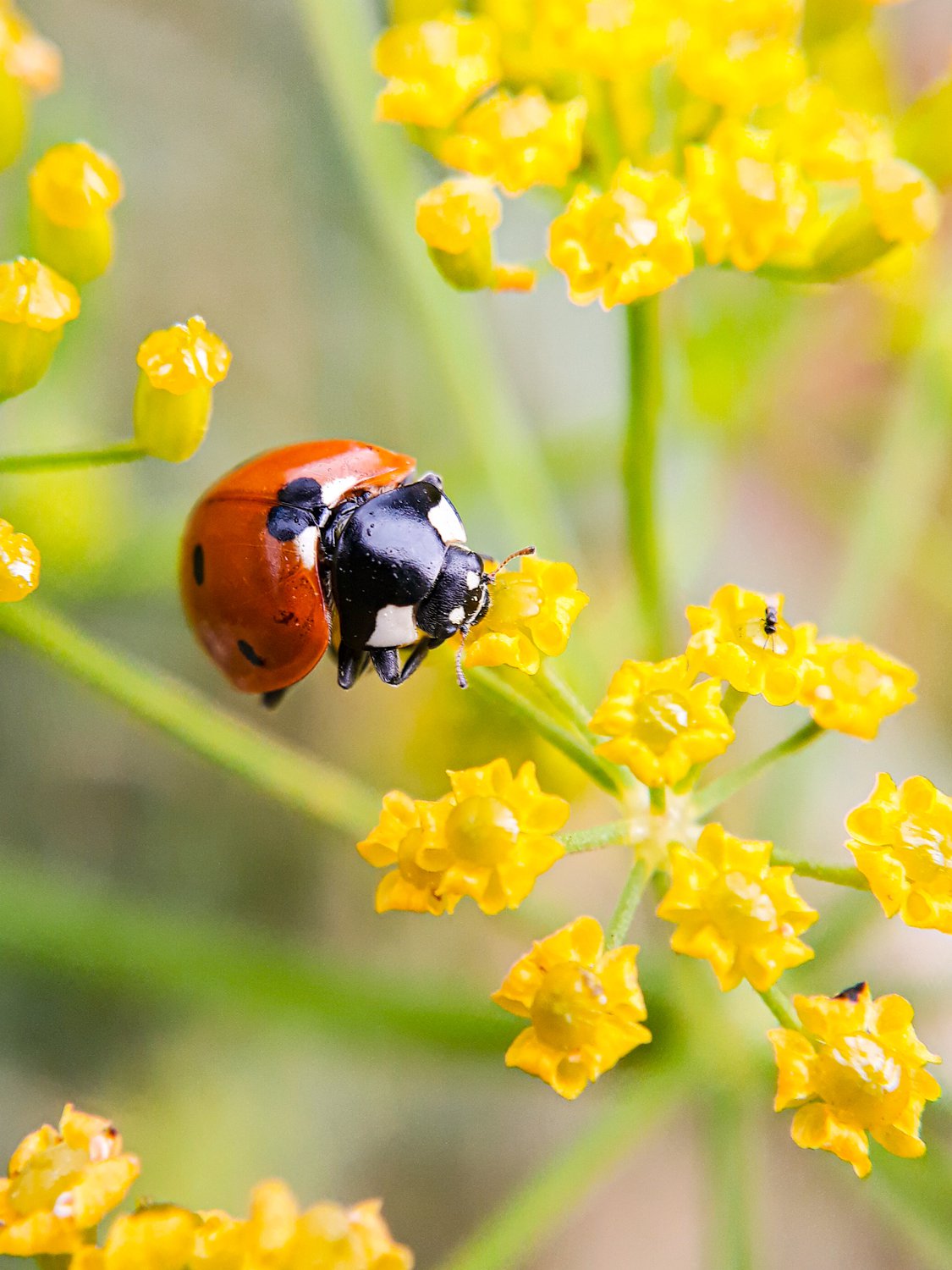 Солнечная коровка