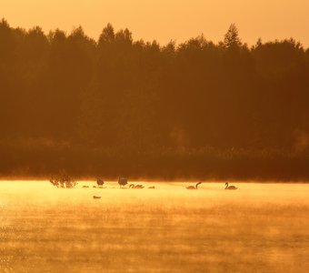 Лебеди умываются в лучах восходящего солнца