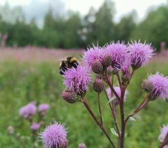 Бодяк полевой