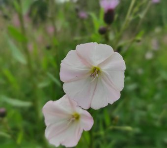 Вьюнок полевой