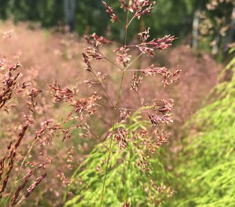 Полевица тонкая