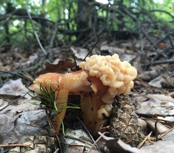 Строчок гигантский