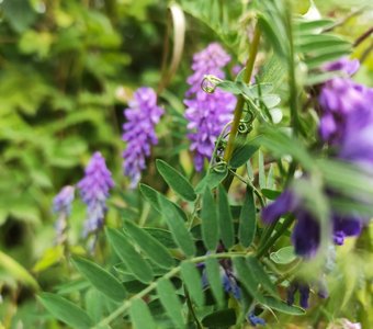 Горошек мышиный