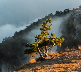 Lonely Pine