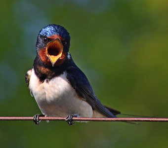 Весенняя песня ласточки.