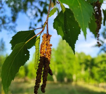 Березовые сережки