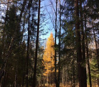 Под солнцем