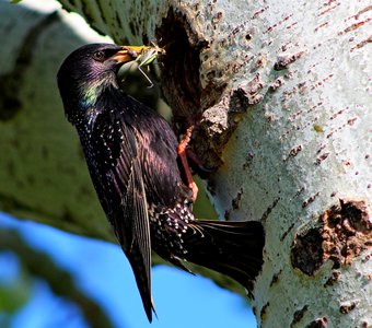 Скворец-кормилец.