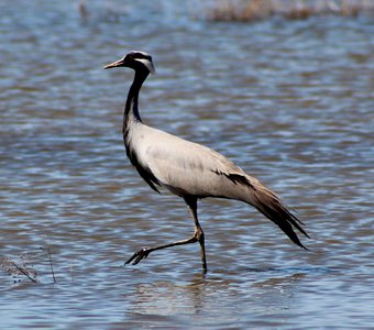 Журавль-красавка.