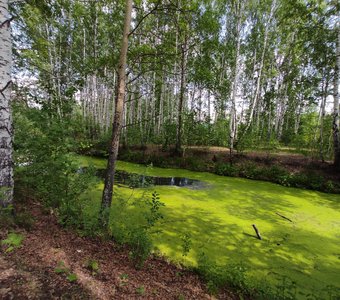 Цветущая река