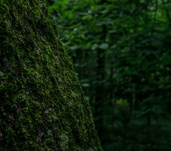 зелёное настроение